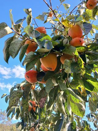 김영국님의 고추 · 영농일지 작성글 사진