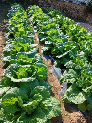 김영국님의 고추 · 영농일지 작성글 사진