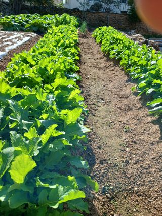 김영국님의 고추 · 영농일지 작성글 사진