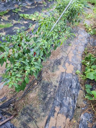 고영희님의 고추 · 영농일지 작성글 사진