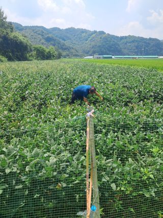 강미자님의 콩 · 영농일지 작성글 사진