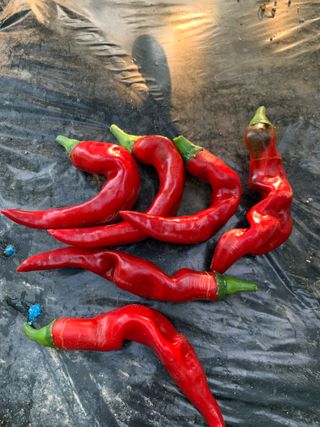 이계성님의 고추 · 병해충상담 작성글 사진