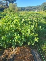 팜모닝 나의 농사 애장품을 자랑해요·참여글 게시글 이미지