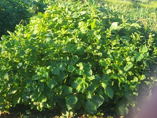 박정애님의 농사, 무엇이든 물어보세요! · 참여글 작성글 사진