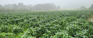 최상희님의 콩 · 영농일지 작성글 사진