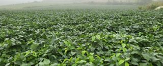 최상희님의 콩 · 영농일지 작성글 사진