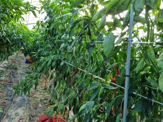 시금치7516최영숙님의 고추 · 영농일지 작성글 사진