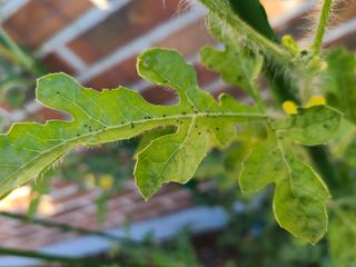 홍혜석님의 기타작물 · 병해충상담 작성글 사진