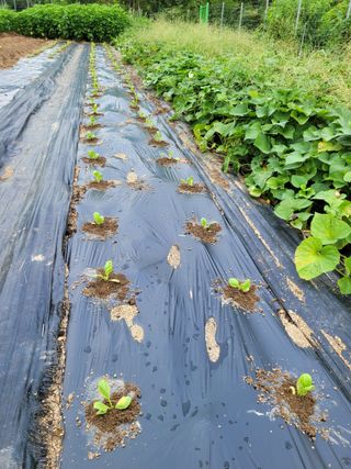 박종섭님의 나의 농사 애장품을 자랑해요 · 참여글 작성글 사진