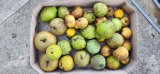 고동옥님의 배 · 영농일지 작성글 사진