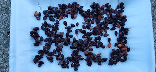 고동옥님의 배 · 영농일지 작성글 사진