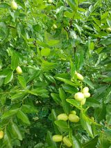 팜모닝 기타작물·영농일지 게시글 이미지