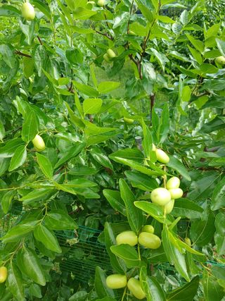오삼환님의 기타작물 · 영농일지 작성글 사진