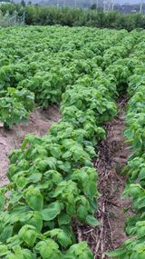 팜모닝 들깨·영농일지 게시글 이미지