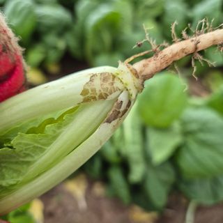 이승연님의 배추 · 병해충상담 작성글 사진