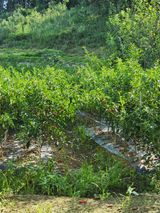 팜모닝 고추·영농일지 게시글 이미지