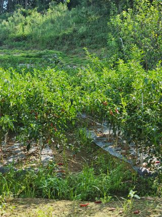 영산면신제리덕산님의 고추 · 영농일지 작성글 사진