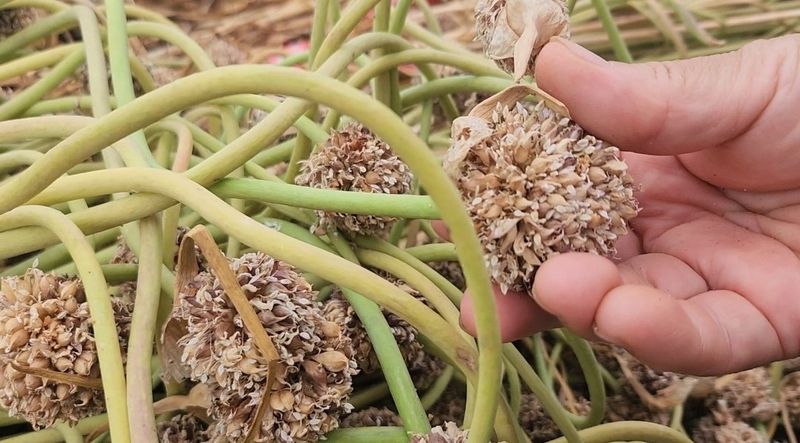 조새힘님의 장터 판매 상품 [홍산마늘 주아씨앗 1컵 100g (종이컵기준)] 첨부 사진