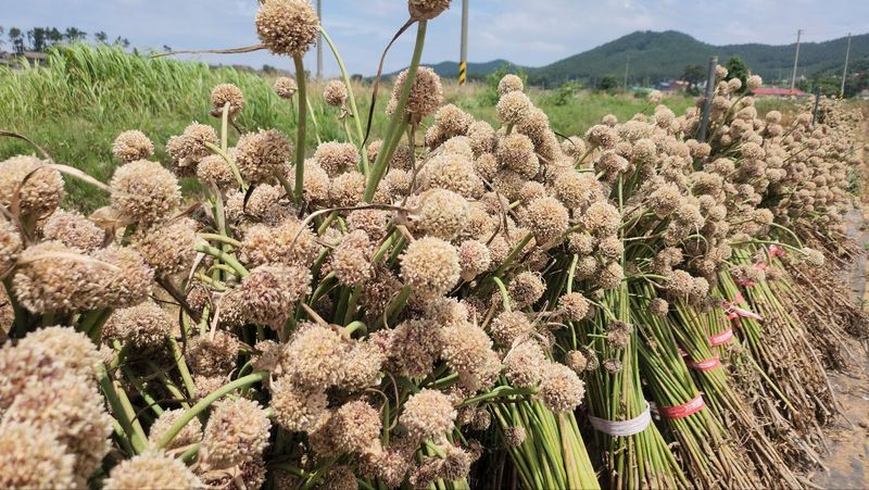 조새힘님의 장터 판매 상품 [홍산마늘 주아씨앗 1컵 100g (종이컵기준)] 첨부 사진