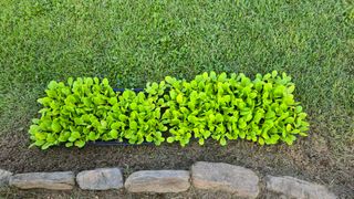 유선옥님의 나의 농사 애장품을 자랑해요 · 참여글 작성글 사진