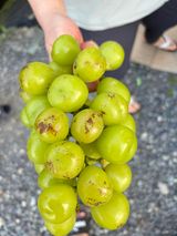 팜모닝 포도·병해충상담 게시글 이미지