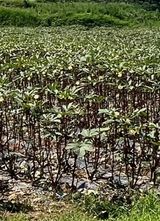 팜모닝 기타작물·영농일지 게시글 이미지