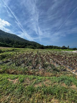 김선오님의 기타작물 · 영농일지 작성글 사진