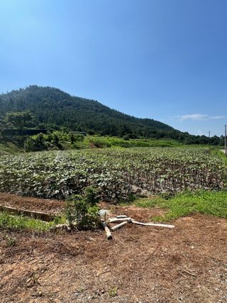 김선오님의 기타작물 · 영농일지 작성글 사진
