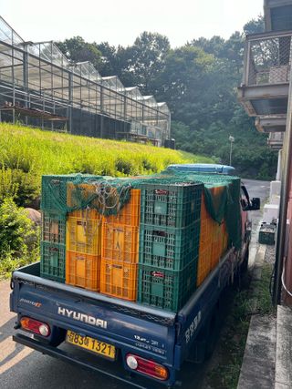 김선오님의 기타작물 · 영농일지 작성글 사진