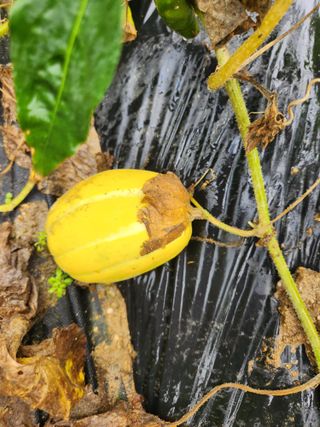 고영희님의 고추 · 영농일지 작성글 사진
