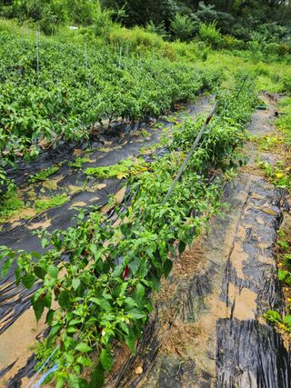 고영희님의 고추 · 영농일지 작성글 사진
