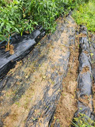 고영희님의 고추 · 영농일지 작성글 사진