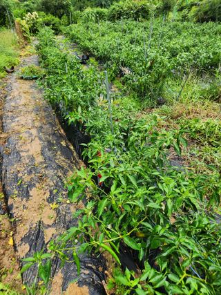 고영희님의 고추 · 영농일지 작성글 사진