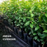 팜모닝 자유주제·자유게시판 게시글 이미지