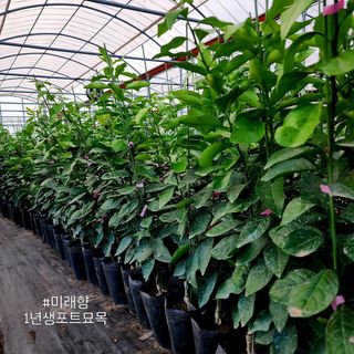 민성종묘(감귤묘목)님의 자유주제 · 자유게시판 작성글 사진