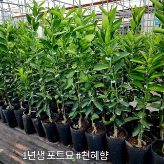 민성종묘(감귤묘목)님의 자유주제 · 자유게시판 작성글 사진