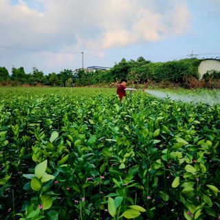 민성종묘(감귤묘목)님의 자유주제 · 자유게시판 작성글 사진