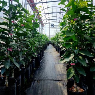 민성종묘(감귤묘목)님의 자유주제 · 자유게시판 작성글 사진