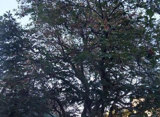 철남 김희곤님의 감 · 병해충상담 작성글 사진