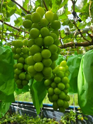 동동예행복농장님의 포도 · 영농일지 작성글 사진