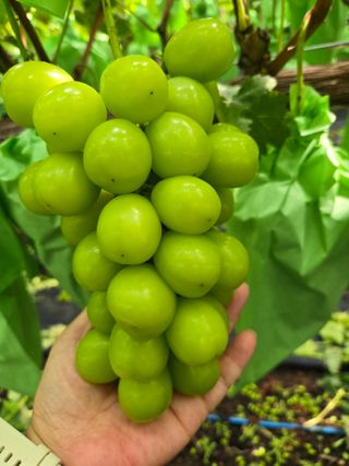 동동예행복농장님의 포도 · 영농일지 작성글 사진