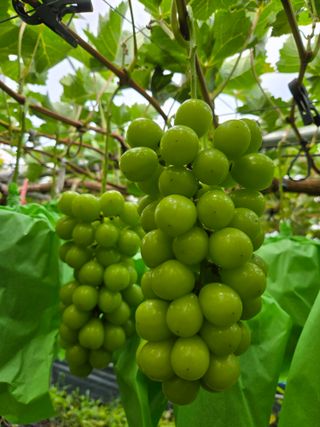 동동예행복농장님의 포도 · 영농일지 작성글 사진