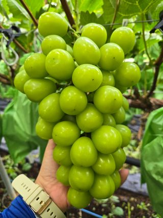 동동예행복농장님의 포도 · 영농일지 작성글 사진