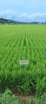 팜모닝 벼·영농일지 게시글 이미지