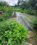 팜모닝 고추·영농일지 게시글 이미지