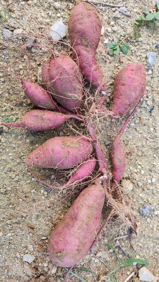 오권균님의 고구마 · 영농일지 작성글 사진