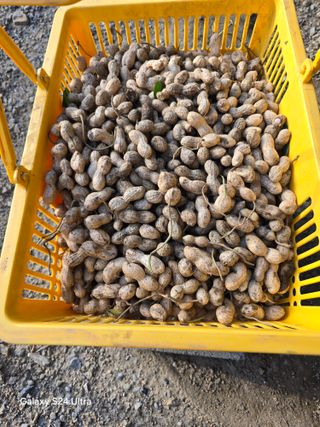 청계닭님의 배추 · 영농일지 작성글 사진