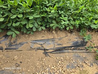 청계닭님의 배추 · 영농일지 작성글 사진