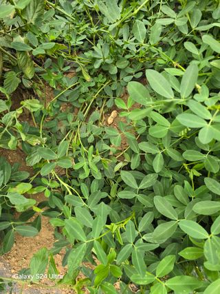 청계닭님의 배추 · 영농일지 작성글 사진