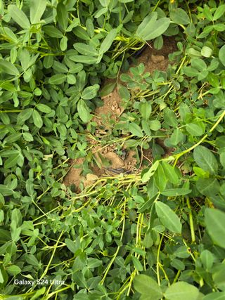 청계닭님의 배추 · 영농일지 작성글 사진